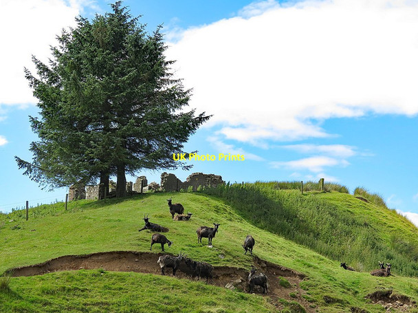 Photo 6"x4" Wild goats at Yearning Hall Yearning Hall c2017