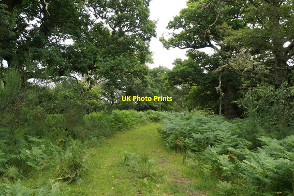 Photo 6"x4" Track to the River Beauly at Eskadale Eskadale c2017