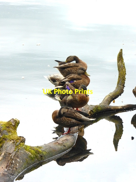 Photo 6"x4" Ducks in a row Farlam c2017