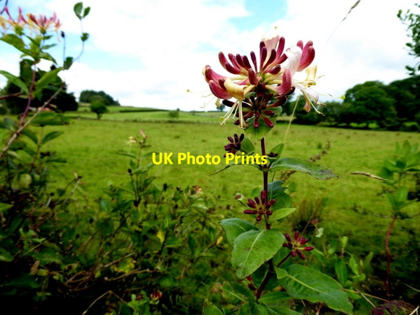 Photo 6"x4" Honeysuckle, Bomackatall Upper Drumquin c2017