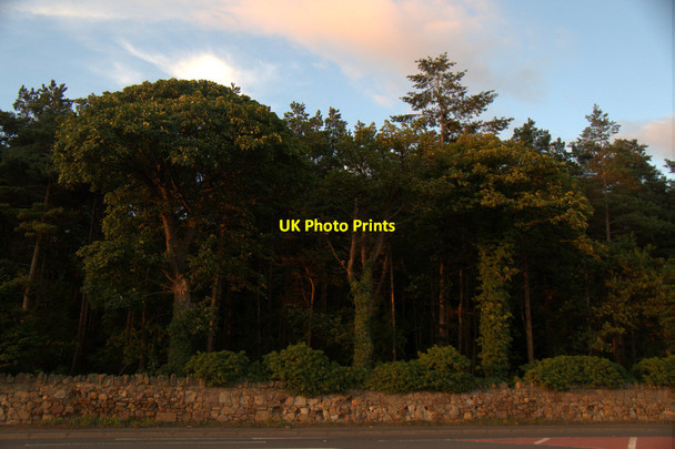 Photo 6"x4" Trees at Carberry Dalkeith\/NT3467 c2017