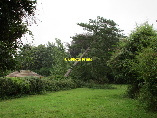 Photo 6"x4" Falling but not yet fallen Finmere c2017
