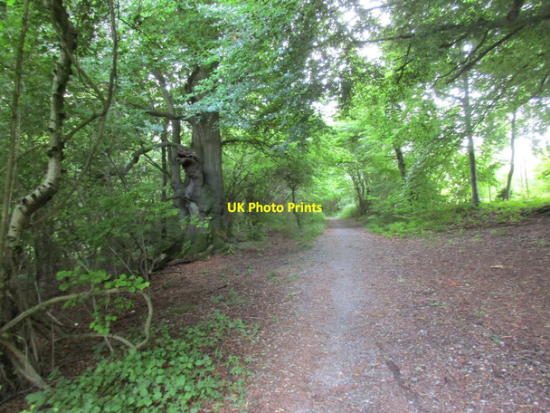 Photo 6"x4" The Monarch's Way in Beaconhill Beeches Exton\/SU6121 c2017