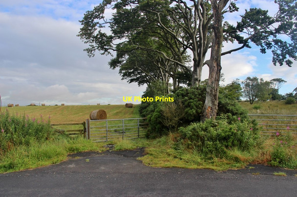 Photo 6"x4" Old hedge boundary at Drumligair Whitecairns\/NJ9217 c2017