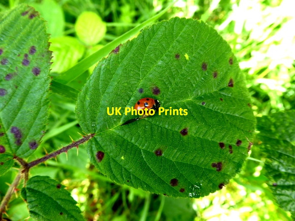 Photo 6"x4" Ladybird on a leaf, Legland Drumquin c2017