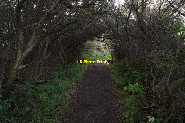 Photo 6"x4" Path through the bushes at Aberlady Bay Aberlady c2017