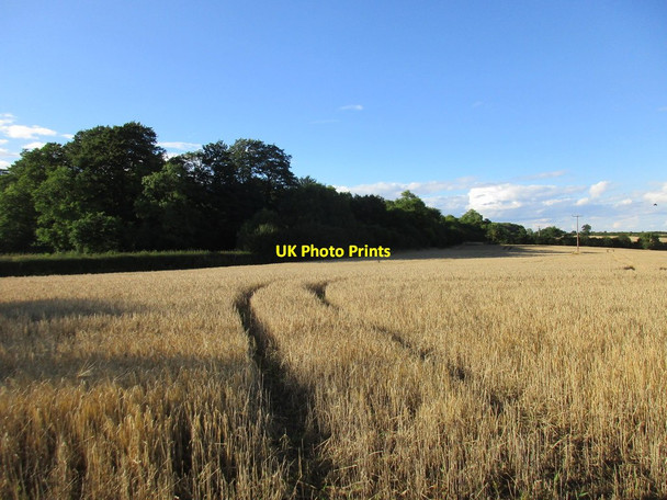 Photo 6"x4" Wheatfield by the Fosse Way Dorn c2017