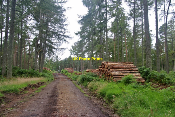 Photo 6"x4" Logging at Balbithan Wood Kinmuck c2017