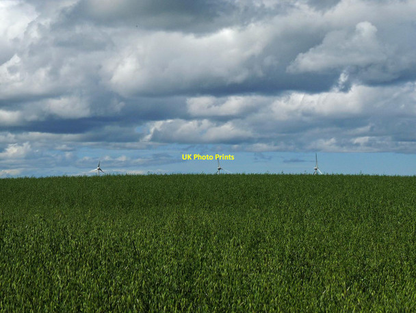 Photo 6"x4" Field of oats, Scoolary, Caithness Slickly c2017