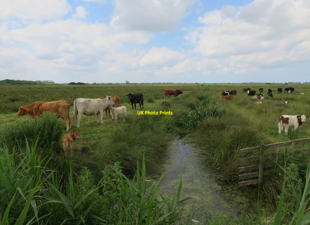 Photo 6"x4" Cows on Upton Marshes Upton\/TG3912 c2017