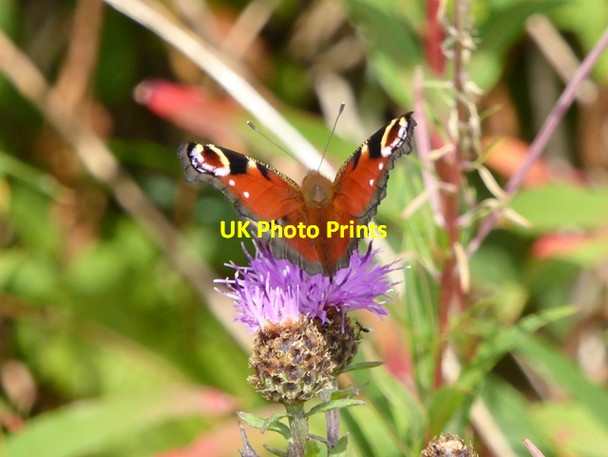 Photo 6"x4" Peacock butterfly on a Knapweed flower Low Coniscliffe c2017