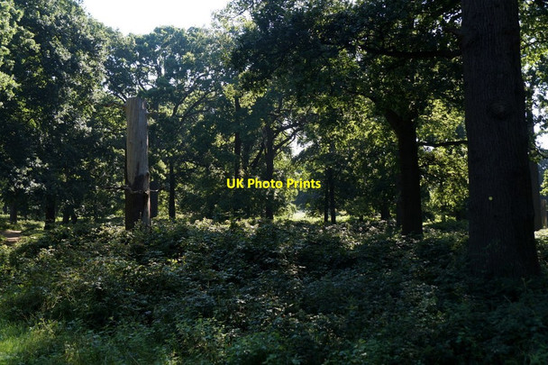Photo 6"x4" Woodland near the Queen's Road entrance, Richmond Park Kingston Upon Thames c2017