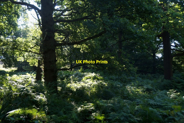 Photo 6"x4" Woodland near the Queen's Road entrance, Richmond Park Kingston Upon Thames c2017