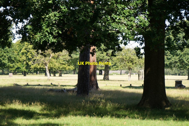 Photo 6"x4" Richmond Park near the Ladderstile Gate Kingston Upon Thames c2017