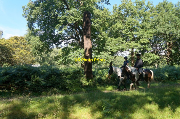 Photo 6"x4" Horseriders in Richmond Park Kingston Upon Thames c2017