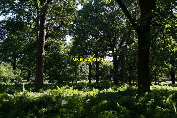 Photo 6"x4" Woodland near Ladderstile Gate, Richmond Park Kingston Upon Thames c2017