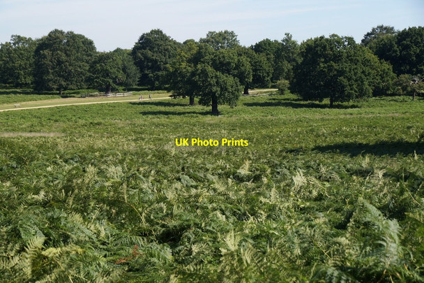 Photo 6"x4" Parkland east of Isabella Plantation, Richmond Park Kingston Upon Thames c2017