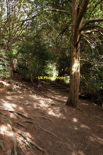 Photo 6"x4" Path to the river on Box Hill Dorking c2017