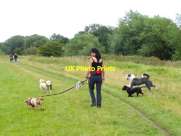 Photo 6"x4" Dog walker by the River Tees Cleasby c2017