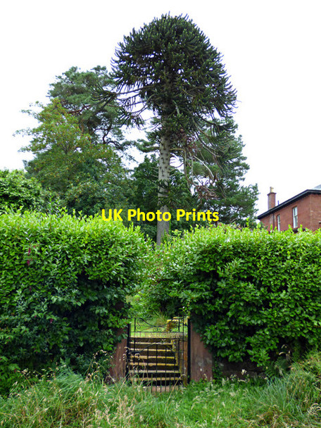 Photo 6"x4" Monkey Puzzle tree Skelmorlie c2017