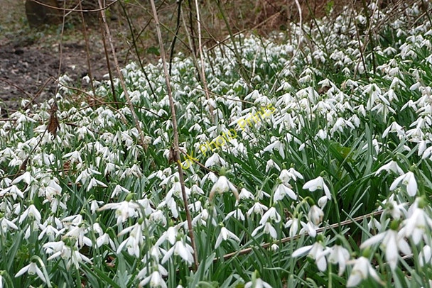 Photo 6"x4" Snowdrops near Henwood House Ashford Hill c2009