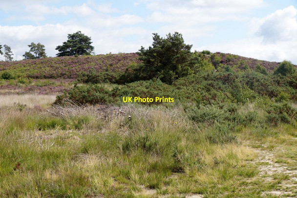Photo 6"x4" Chobham Common National Nature Reserve Burrowhill c2017