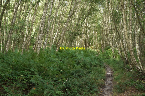 Photo 6"x4" Birch woodland, Roundpond Clump, Chobham Common Brick Hill\/SU9564 c2017