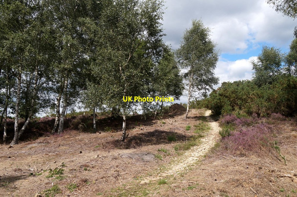 Photo 6"x4" Chickabiddy Hill, Chobham Common Brick Hill\/SU9564 c2017