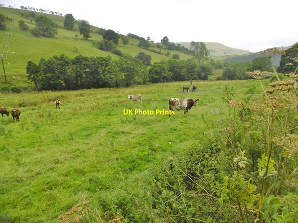Photo 6"x4" Tynyfron, cattle grazing Cefn Canol\/SJ2331 c2017