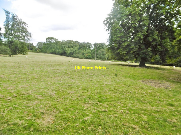 Photo 6"x4" Much Wenlock, sheep grazing Much Wenlock c2017