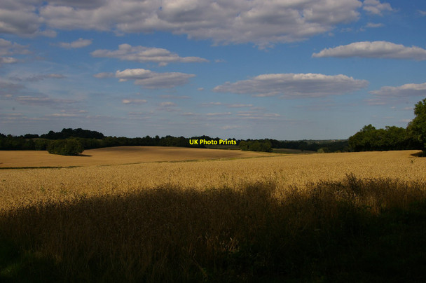 Photo 6"x4" Wheat fields off the London Loop Orpington c2017