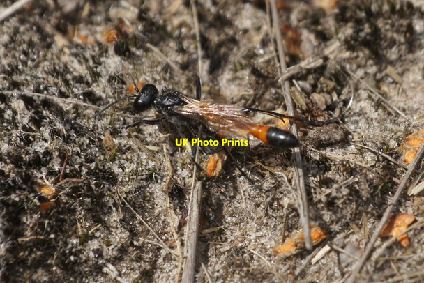Photo 6"x4" A sand wasp Ammophila sp., Chobham Common Burrowhill c2017