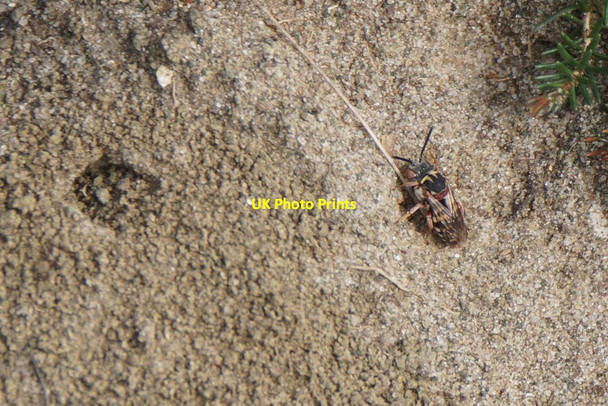 Photo 6"x4" The bee Epeolus cruciger, Chobham Common Burrowhill c2017