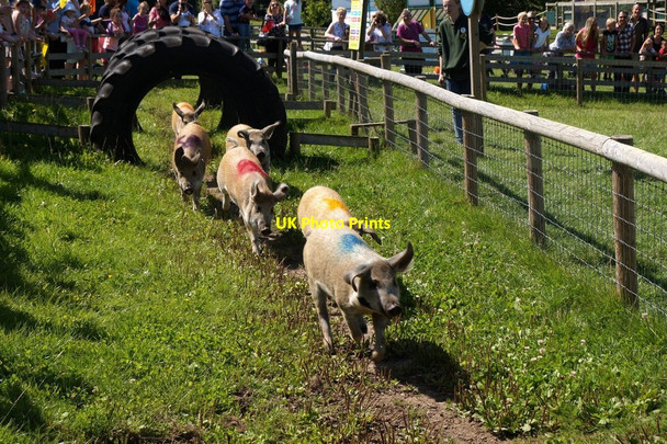 Photo 6"x4" The pig race at Bocketts Farm, Fetcham Leatherhead c2017