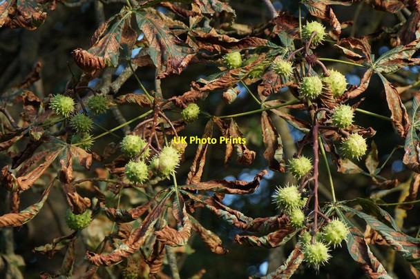 Photo 6"x4" Horse Chestnut in The Wood, Nonsuch Park Ewell c2017