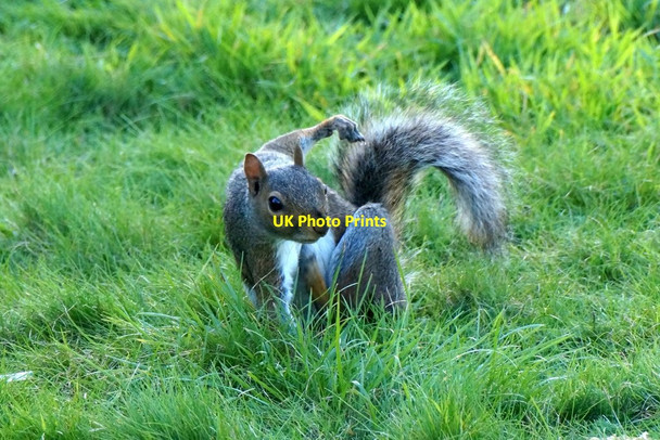 Photo 6"x4" Grey Squirrel (Sciurus carolinensis), Nonsuch Park Ewell c2017