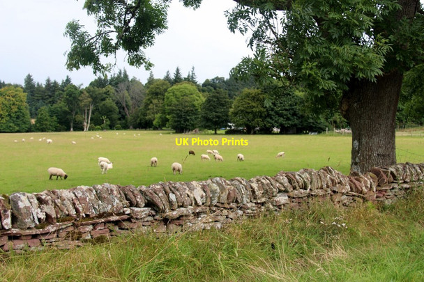 Photo 6"x4" Sheep grazing at Lyleston Kelhurn c2017