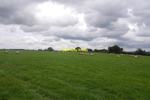 Photo 6"x4" Grazing sheep, Upper Sapey Upper Sapey c2017