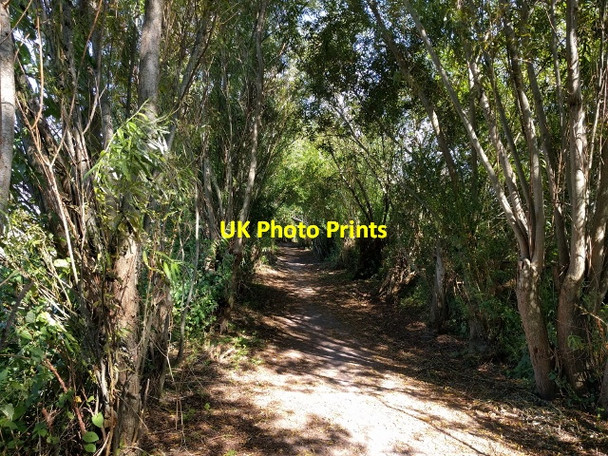 Photo 6"x4" Old railway track, now a cycle path, heading east Glastonbury c2017