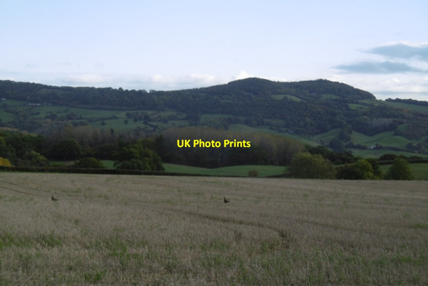 Photo 6"x4" Stubble, Clifton upon Teme Clifton Upton Teme c2016