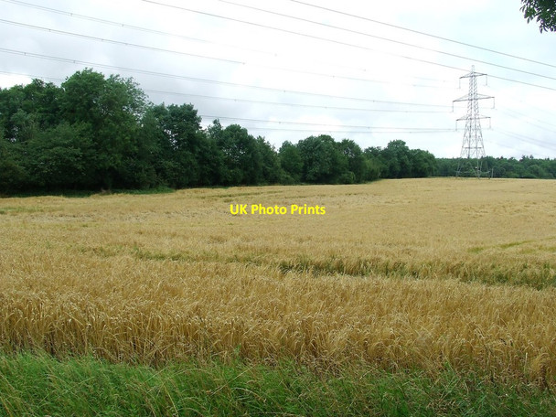 Photo 6"x4" Wheat And Powerlines Little Walden c2017