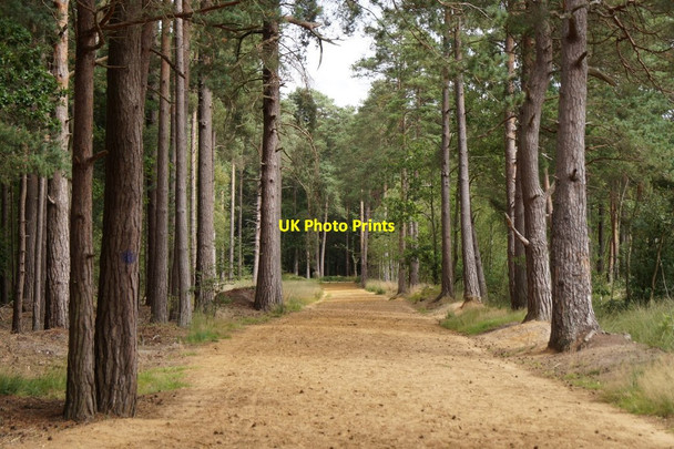 Photo 6"x4" Track through the trees on Elstead Common Pot Common\/SU9042 c2017