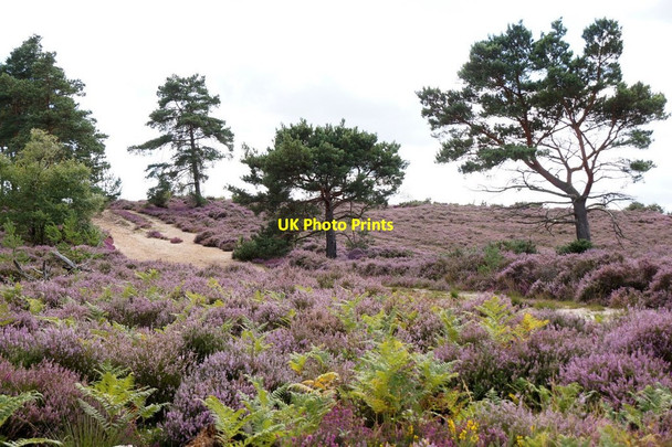 Photo 6"x4" Track on Thursley Common Thursley c2017
