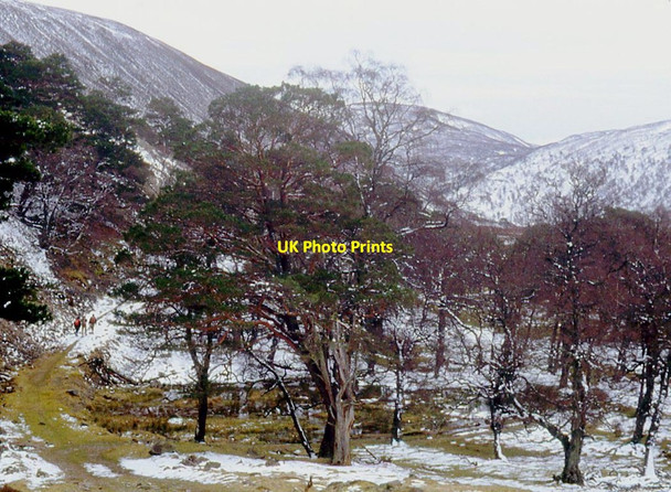 Photo 6"x4" Path through the pines in Glen Feshie Carnachuin c1991