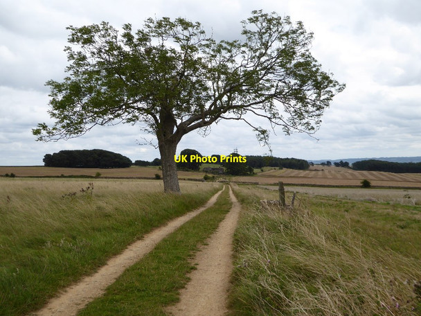 Photo 6"x4" Track and tree on Bredon Hill Bredon's Norton c2017