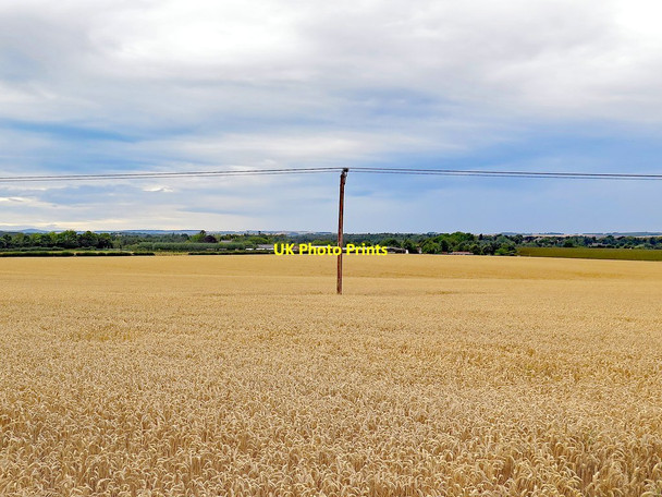 Photo 6"x4" Wheat field west of Loanend House Loanend\/NT9450 c2017