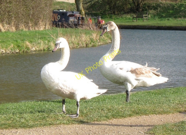Photo 6"x4" Swans by the Grand Union Canal Tring c2009