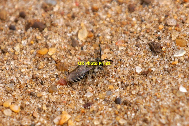 Photo 6"x4" The bee Andrena argentata, Thursley Common Thursley c2017