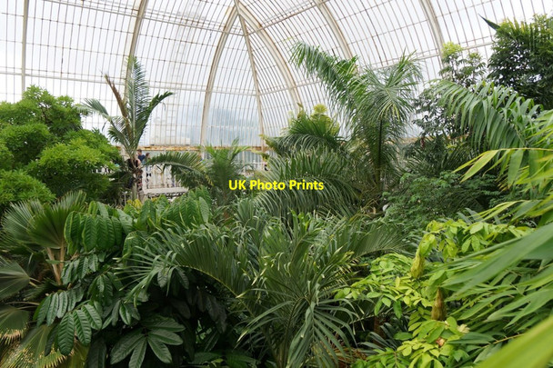 Photo 6"x4" The upper level inside the palm house, the Royal Botanic Gardens, Kew Brentford c2017