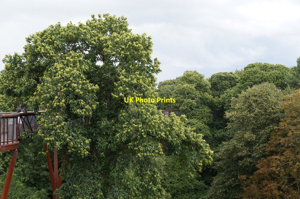 Photo 6"x4" The Treetop Walkway, the Royal Botanic Gardens, Kew Brentford c2017